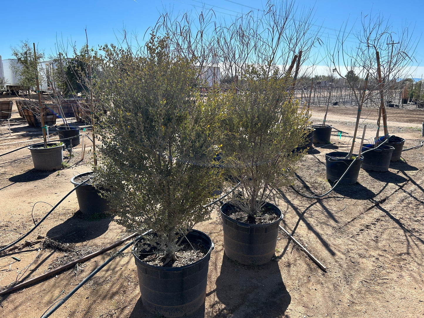 Leatherleaf Acacia