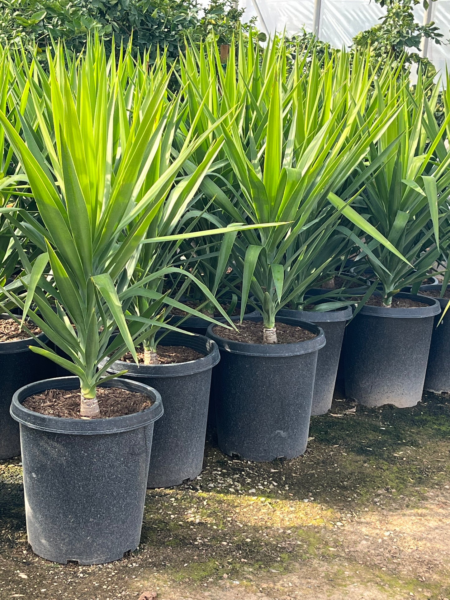 Yucca Gloriosa