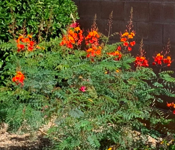 Mexican Bird of Paradise