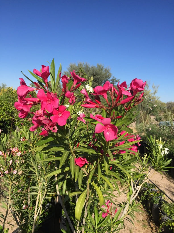 Oleander