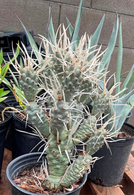 Paper Cactus