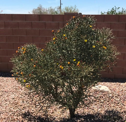 Pencil Cholla