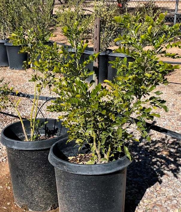 Texas Mountain Laurel