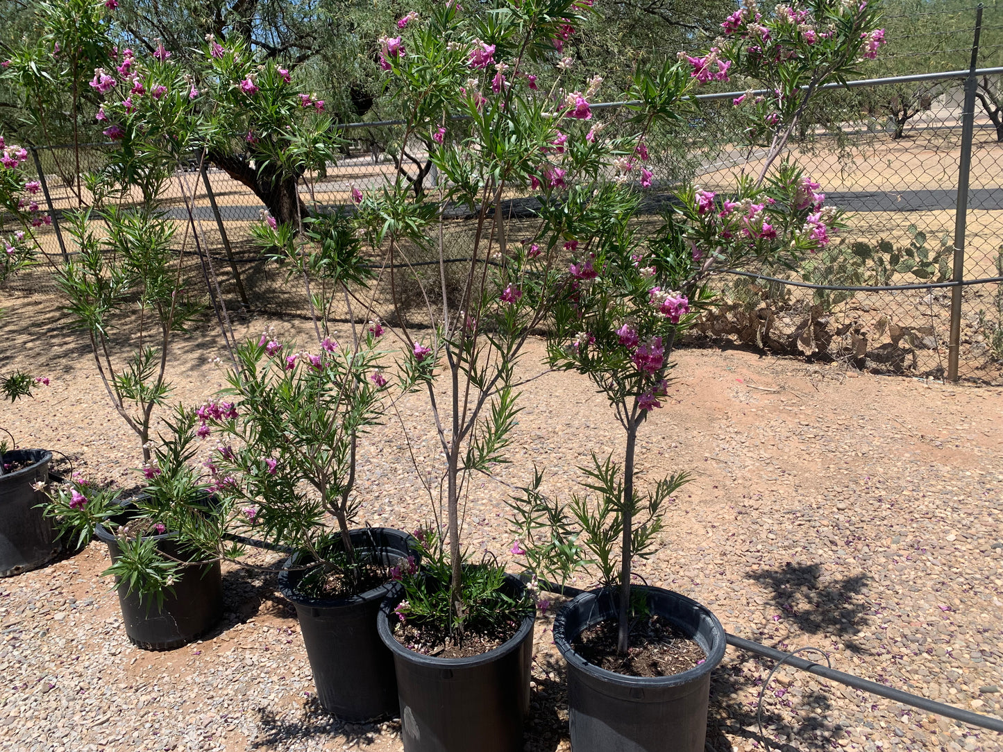 Desert Willow