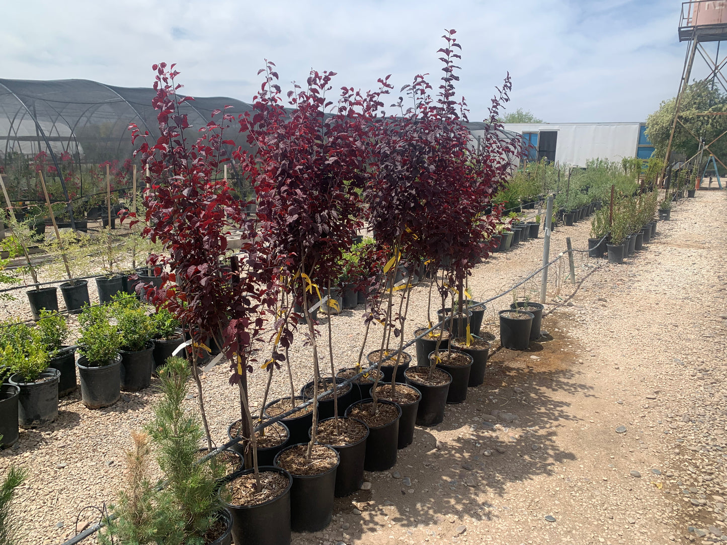 Flowering Plum Tree
