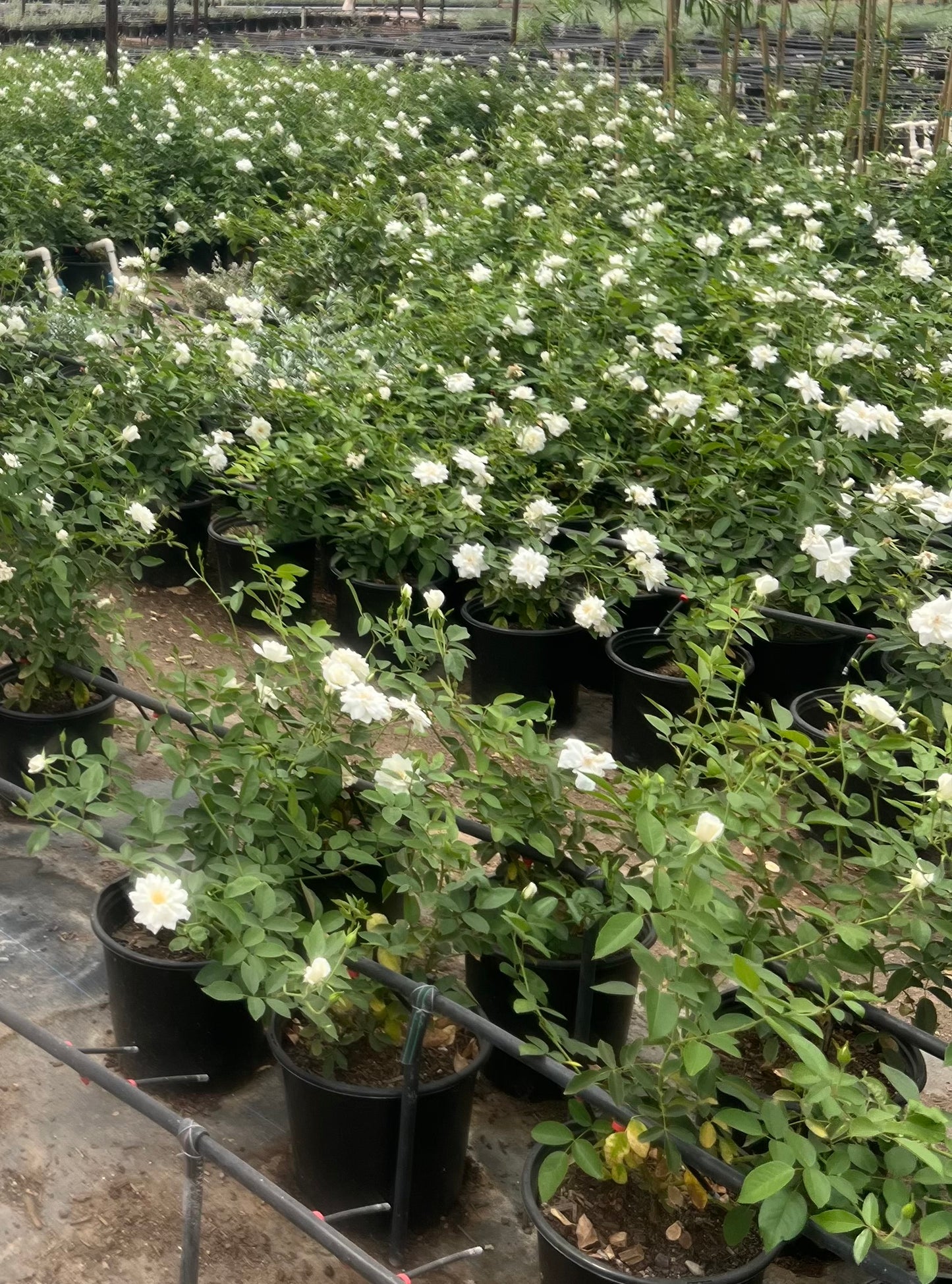 White Iceberg Roses