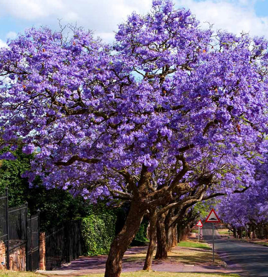 Jacaranda