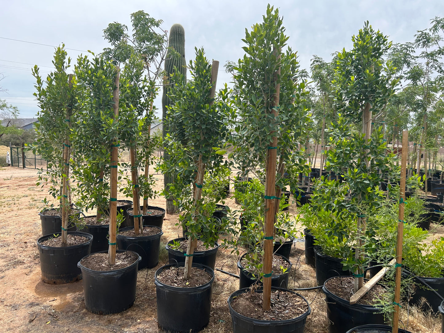 Indian Laurel Ficus