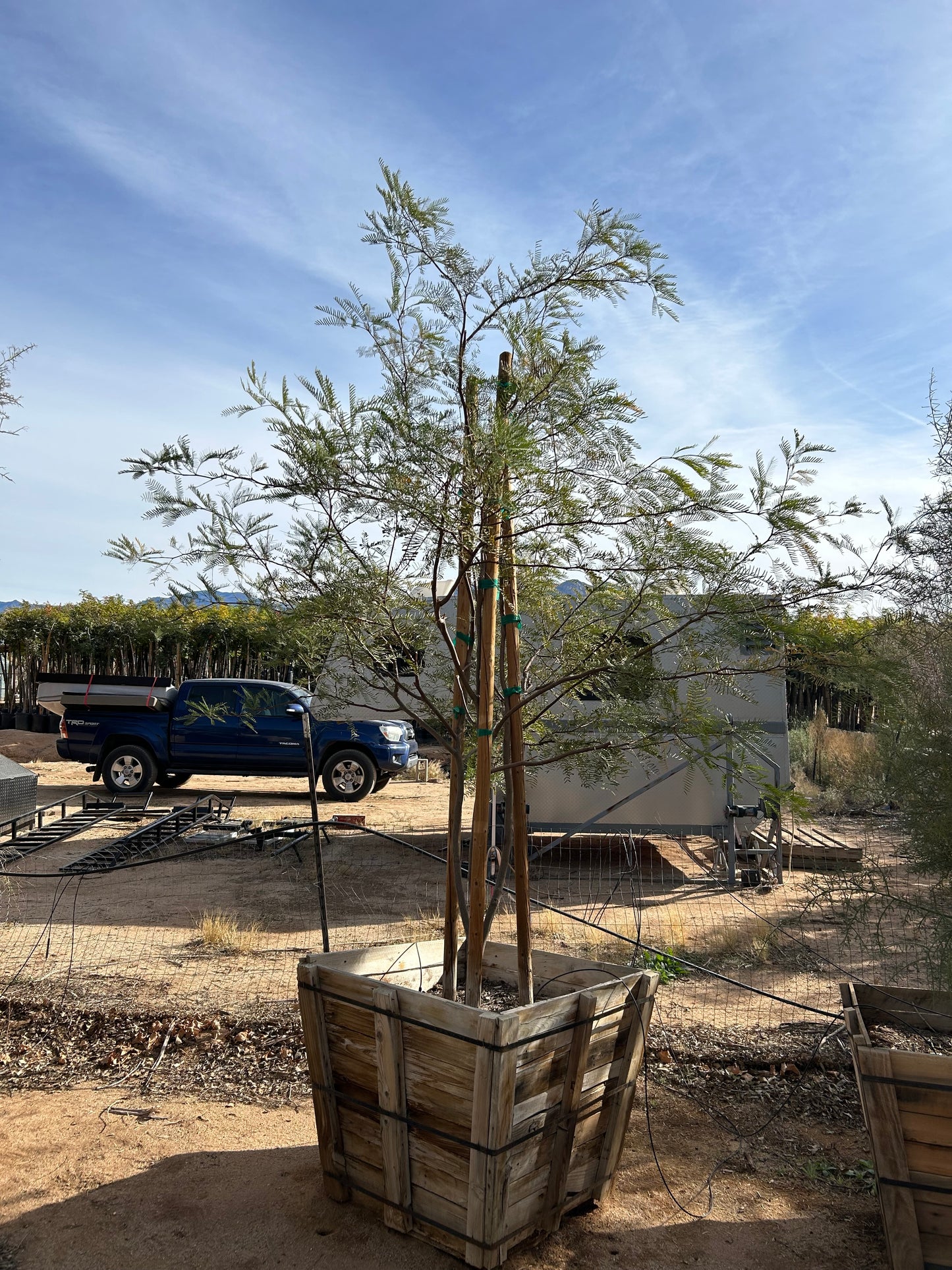 Mesquite Tree