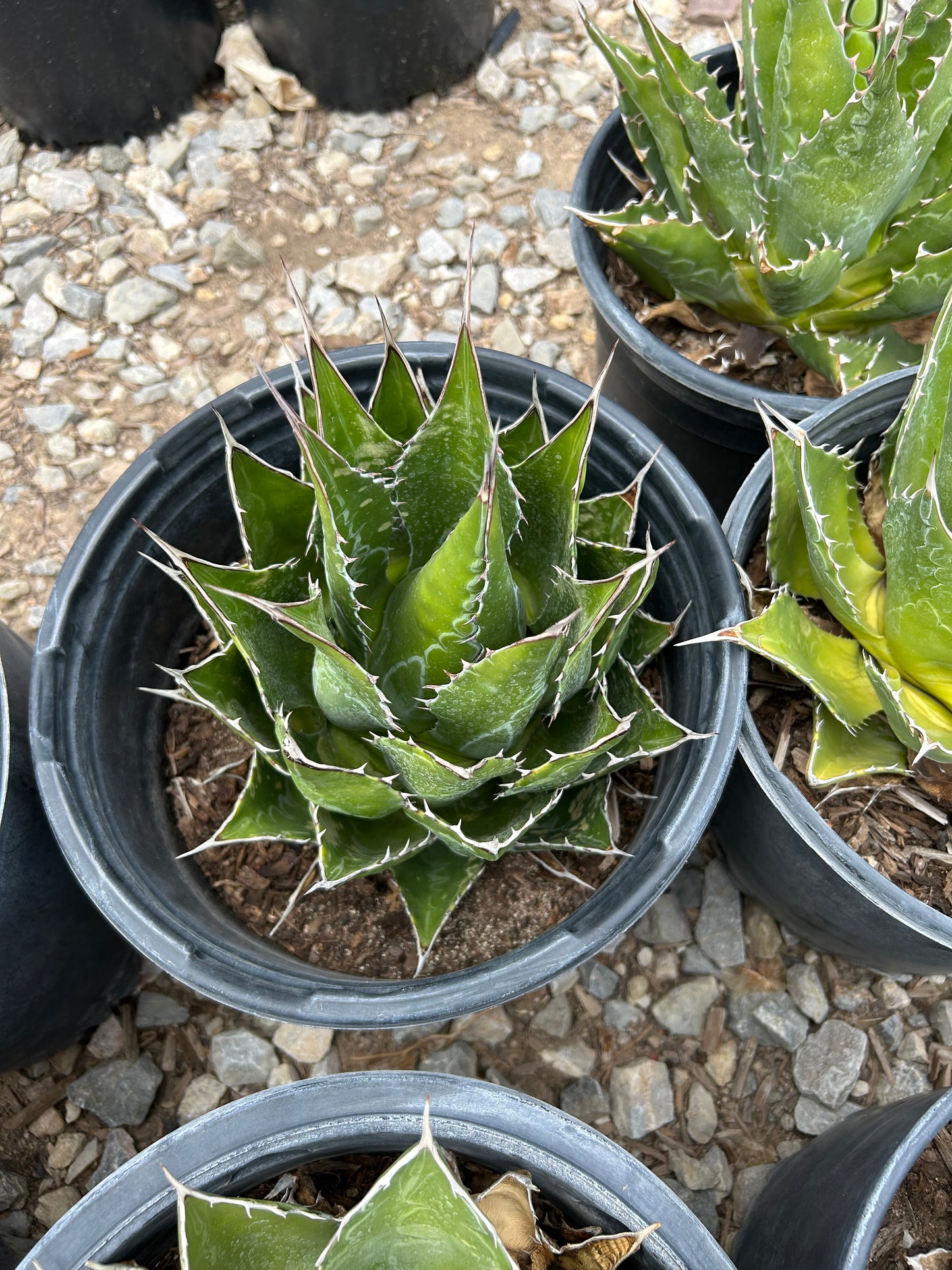 Mountain Agave