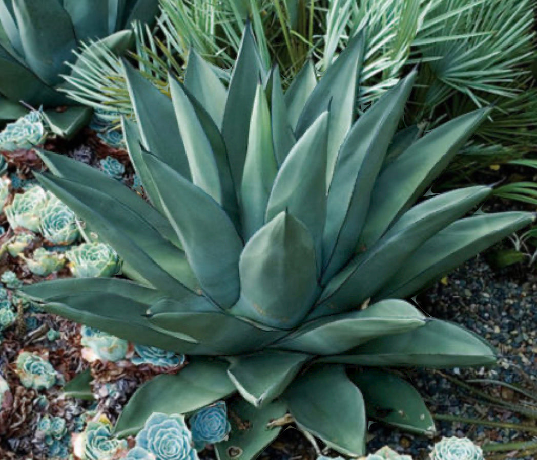 Shark Skin Agave
