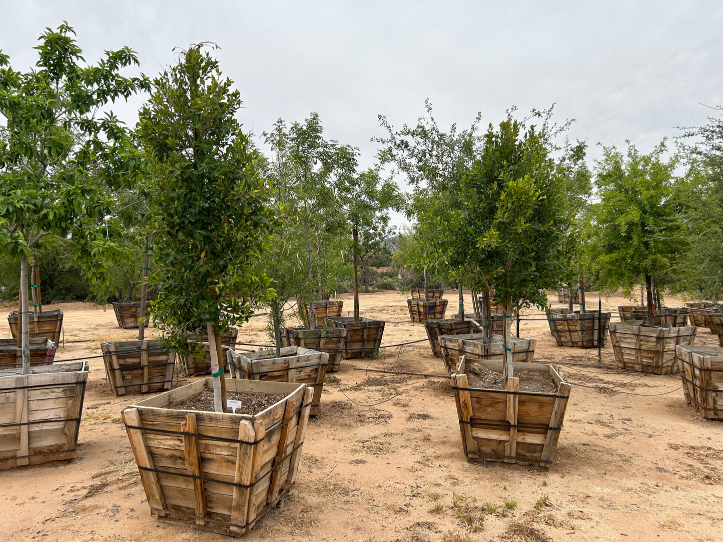 Indian Laurel Ficus