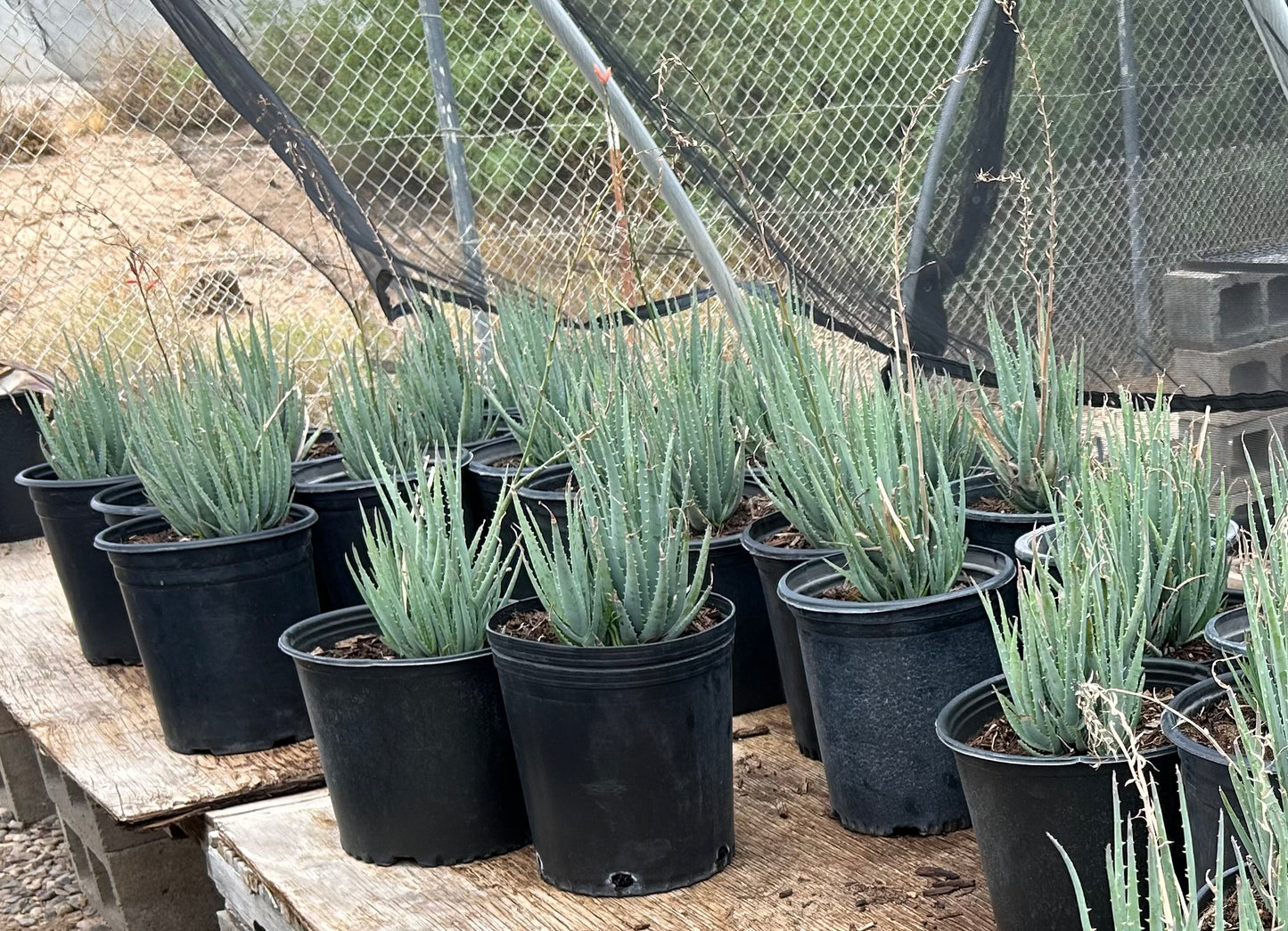 Blue Elf Aloe