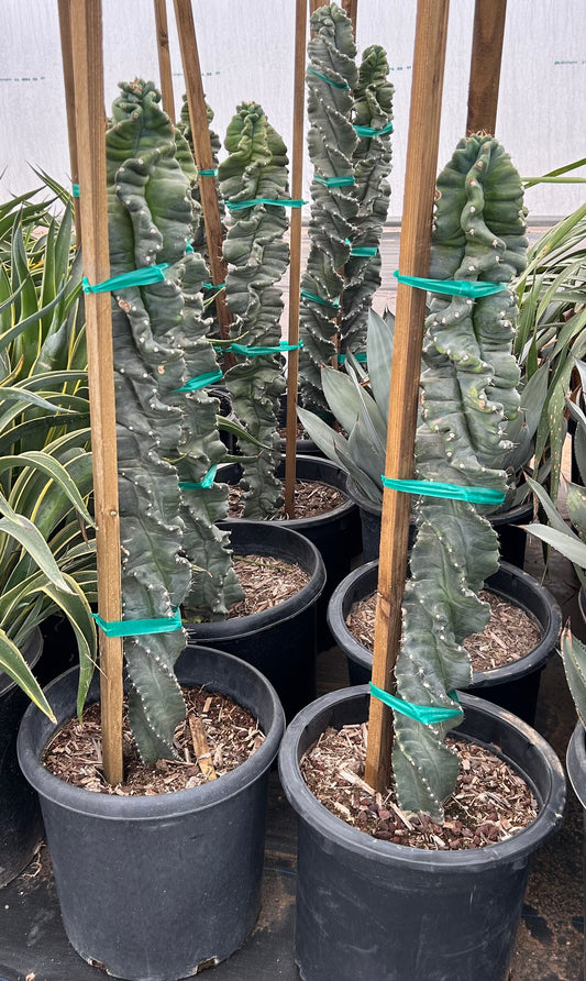 Twisted Peruvian Night Blooming Cereus