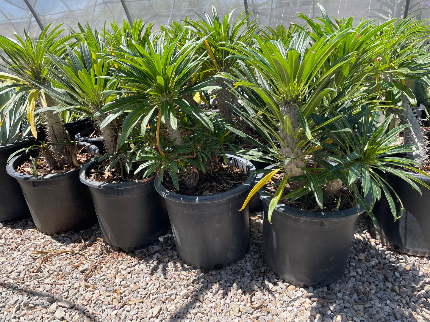 Madagascar Palm