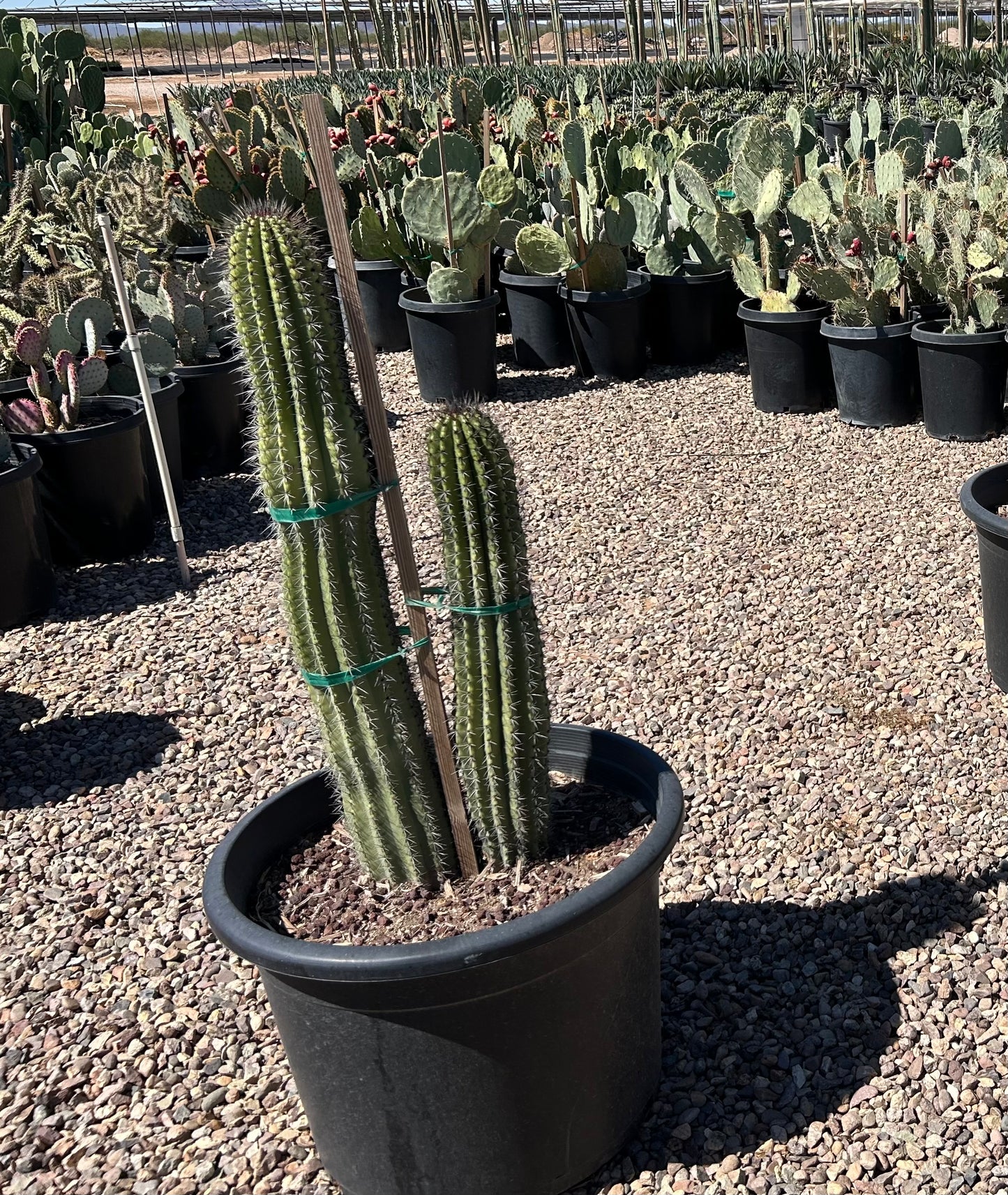 Organpipe Cactus