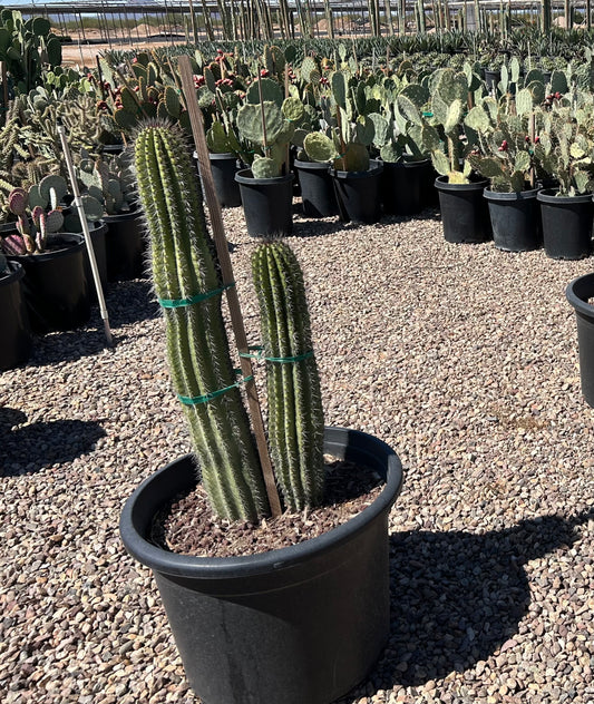 Organpipe Cactus