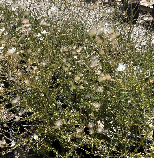 Apache Plume