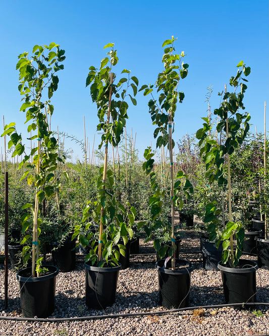 Pakistani Mulberry Tree