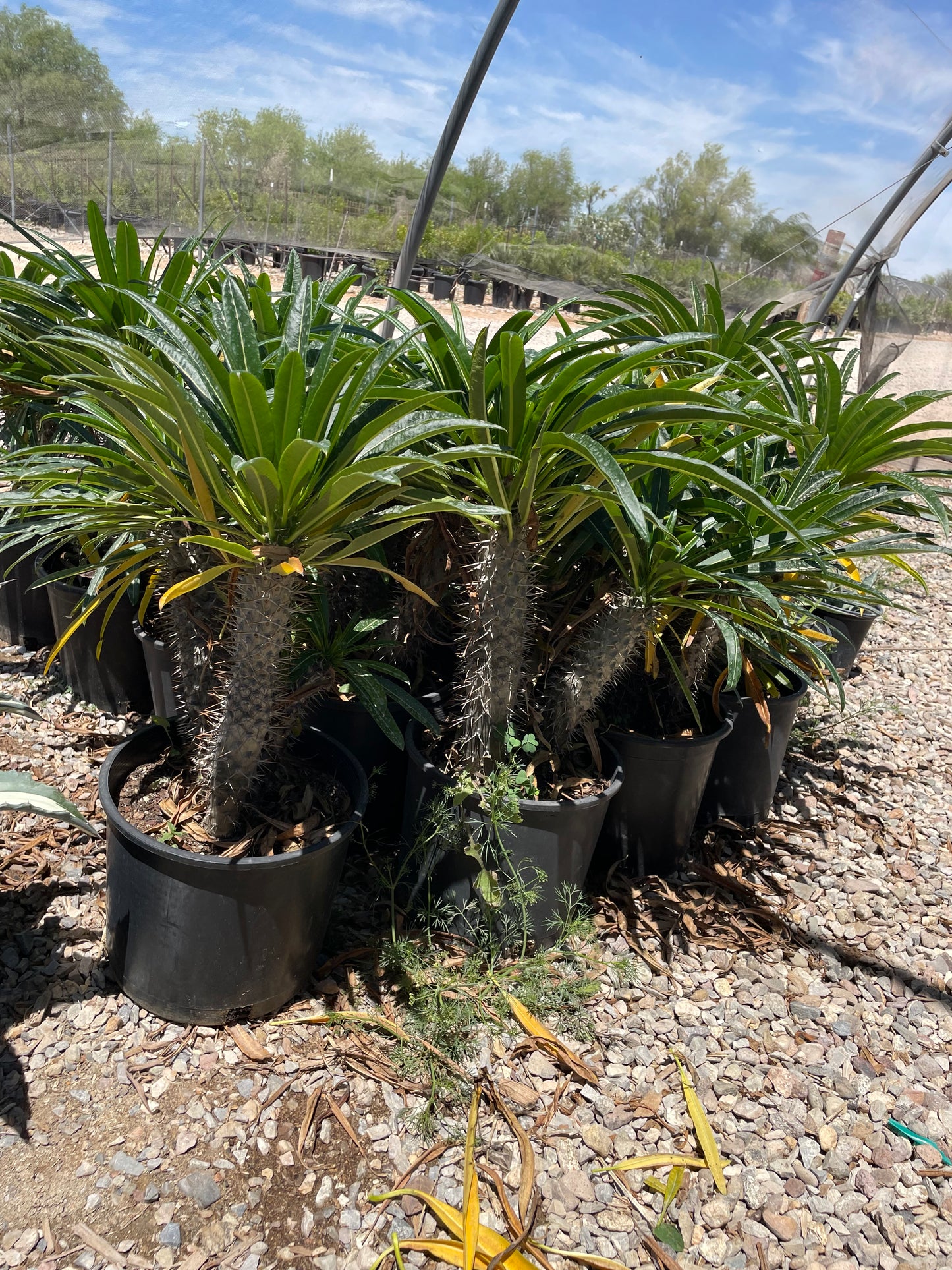 Madagascar Palm
