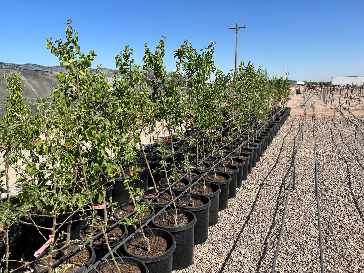 Nectarine (Desert Delight)