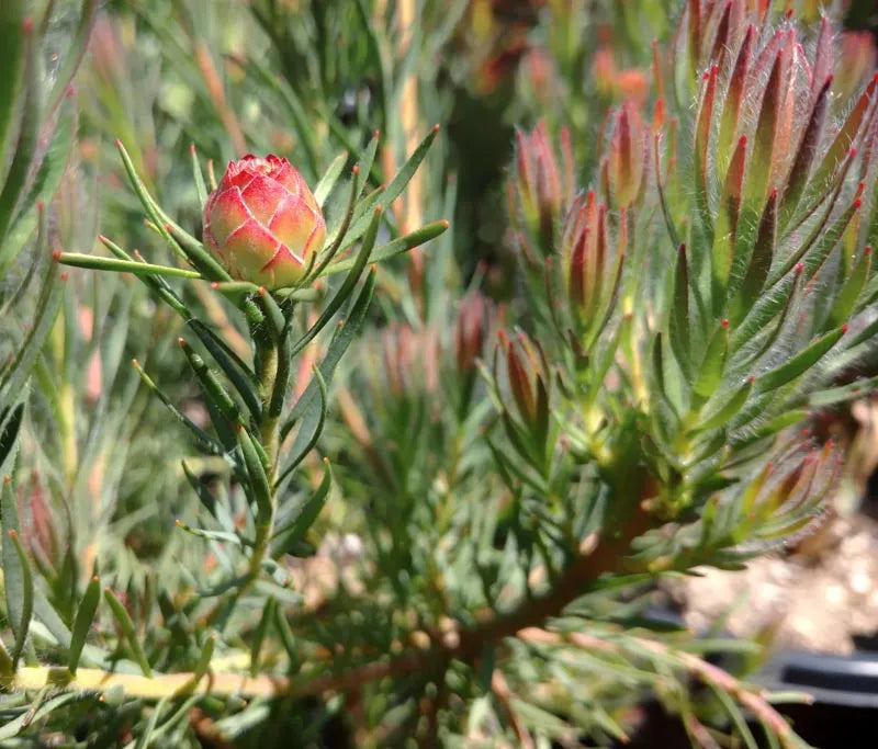 Crown Jubilee Conebush