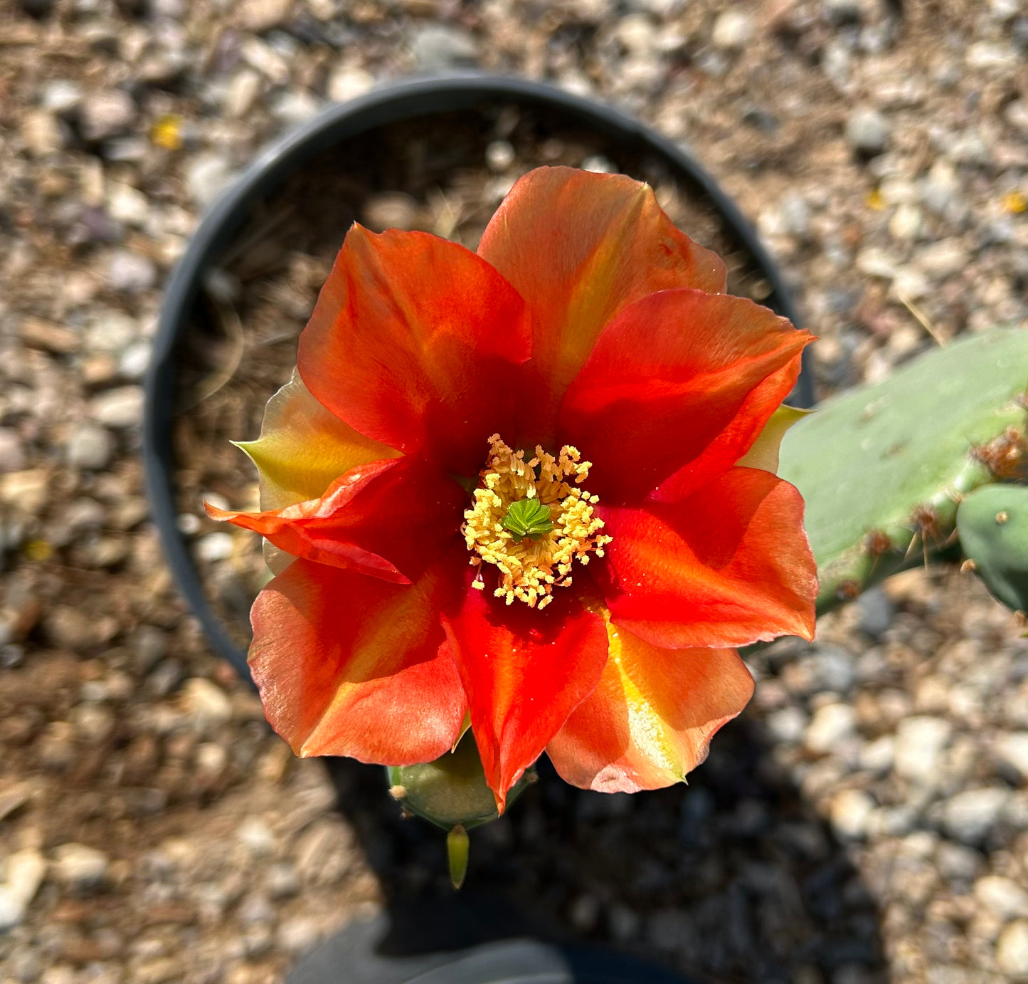 Native Prickly Pear