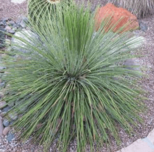 Twin Flower Agave