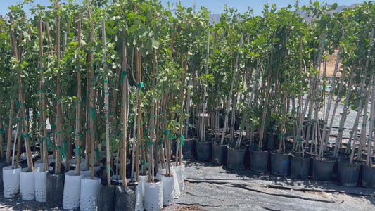 Pistachio Trees