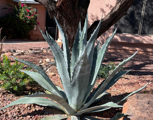 Agave Americana