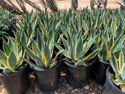 Agave Marginata