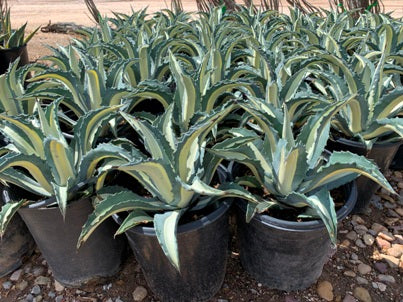 Agave Mediopicta