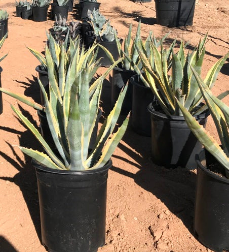 Agave Verigated