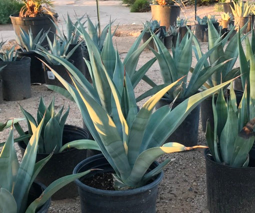 Agave Weberi