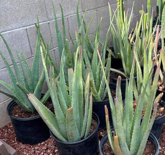 Aloe Vera