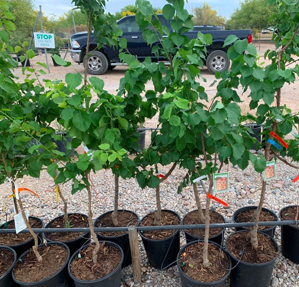 Apricot Trees