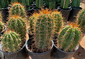 Argentinian Saguaro