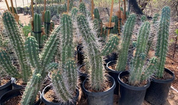 Toothpick Cactus