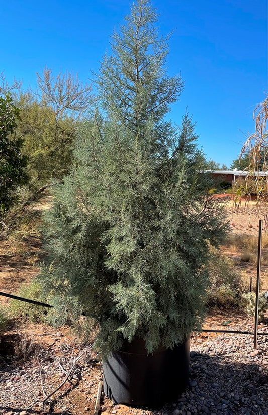 Arizona Cypress