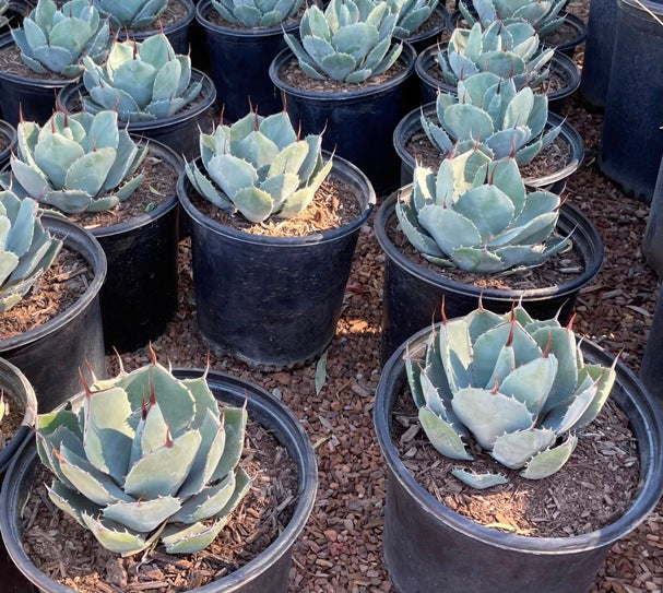 Artichoke Agave