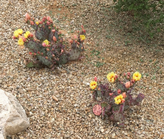 Black Needles Prickly Pear