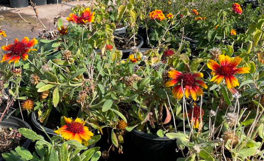 Indian Blanket