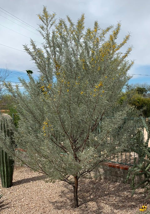 Mulga / Blue Acacia