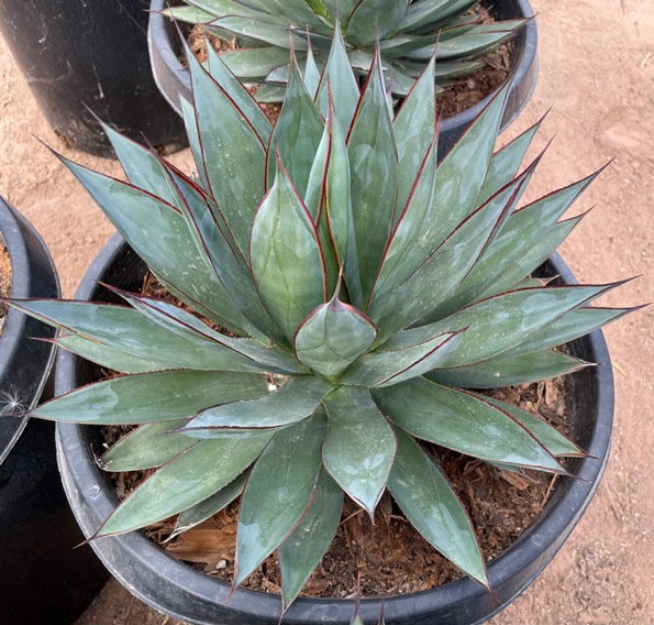 Blue Glow Agave