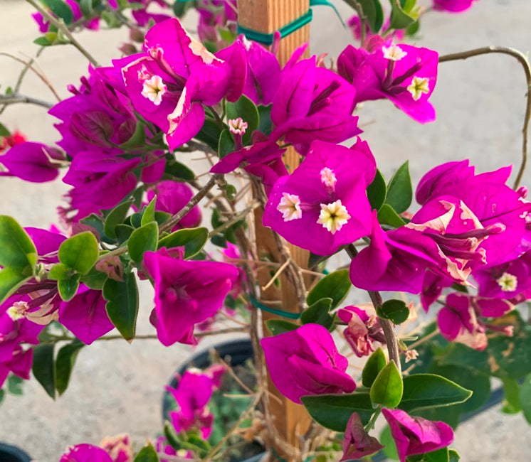 Bogainvillea