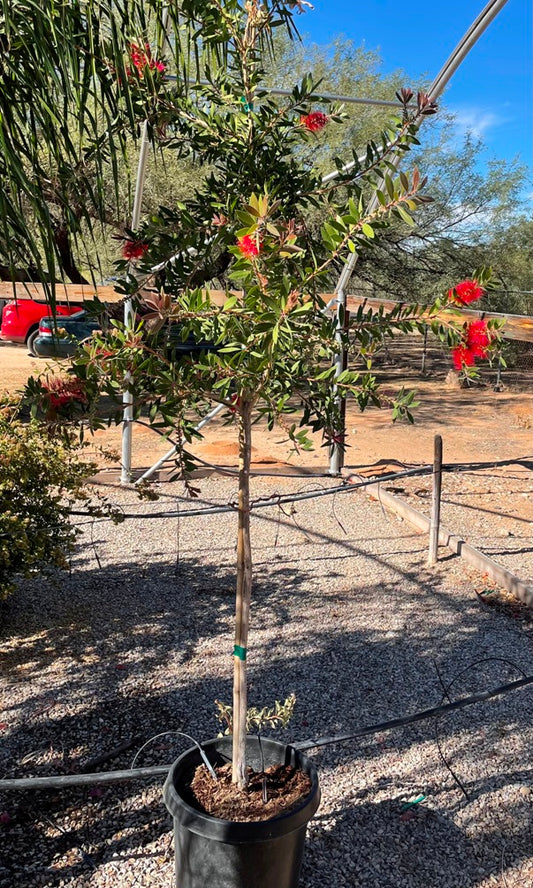 Bottlebrush