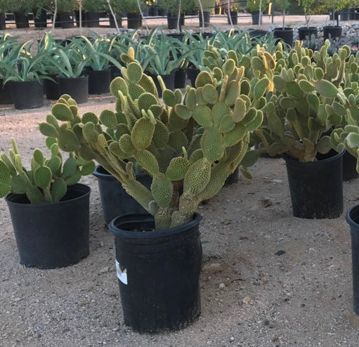 Bunny Ears Prickly Pear