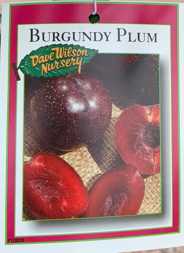 Plum Trees