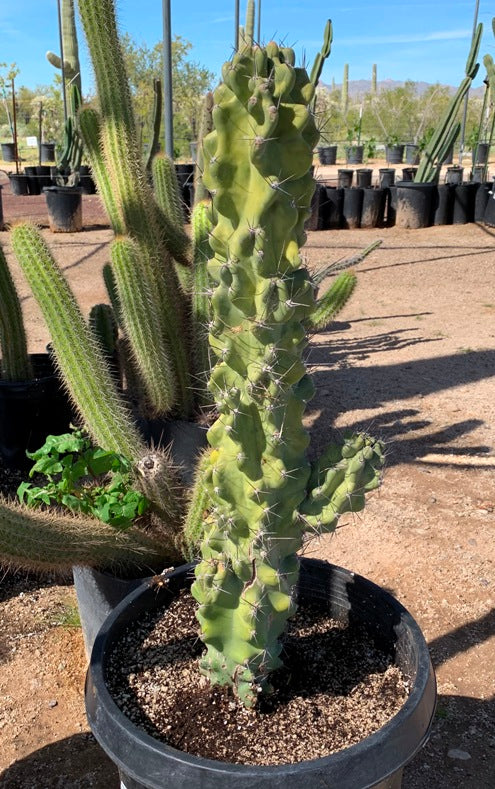 Cereus Monstroso