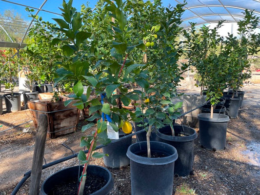 Grapefruit Tree